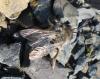 Andrena sp.